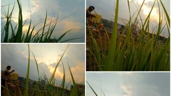 Lemon grass photography with sky view.