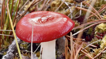 Mushrooms in a swamp