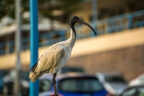 The warning of the Bin Chicken