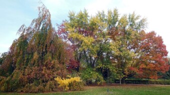 f only there would be no gusty winds, it would still be beautiful in the forests - My Actifit Report Card: October 21 2022