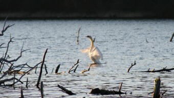 Mama Swan Ain't Got Time For Your Sh*t: The Slowest High-Speed Chase I've Ever Seen