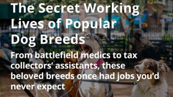 The Secret Working Lives of Popular Dog Breeds