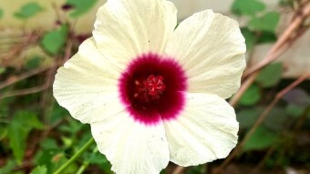 Flower photography.