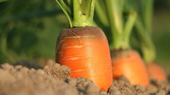 How Ampleforth helped my grandmother with her favorite carrots