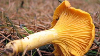 Mushrooms occurring in Europe - Cantharellus cibarius (Chanterelle)