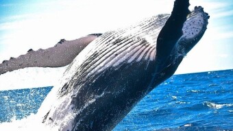 WHALES ALERT !! Whales are moving Enormous amount of Bitcoin