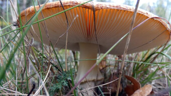 Amanita muscaria - The Amanita muscaria is hallucinogenic? are his dots poisonous?