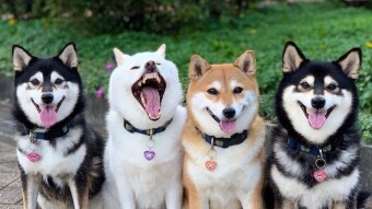 Quadruple DOGE Week - RollerCoin Reward Clarity