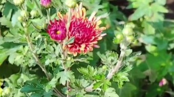 Chrysanthemum flower videography