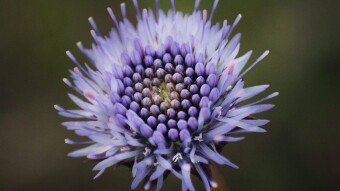 Trip to Purple Macro World in Waste Land | Portugal