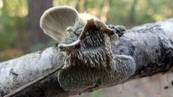 Three parasitic fungi in one place, or rather one on top of the other