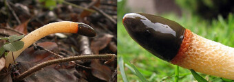 Mushrooms occurring in Europe - Mutinus caninus