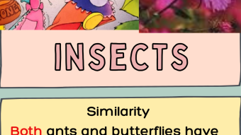ants and butterflies