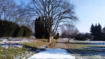Less intense, but positive - My Actifit Report Card: February 17, 2025