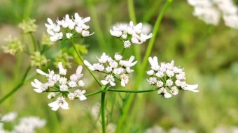 Coriander flower videography