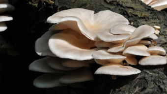 Mushrooms occurring in Europe - Pleurotus pulmonarius