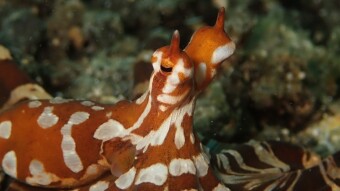 Beautiful Creature from Muck diving Part I