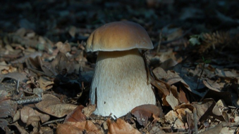 Mushrooms occurring in Europe - Boletus edulis