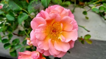 Beautiful rose photography