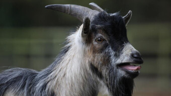The Great Galapagos Goat War