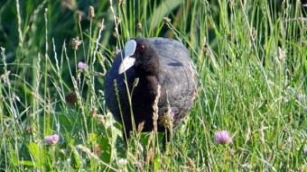 Common coot on a Saturday walk on a special, probably favorite diet