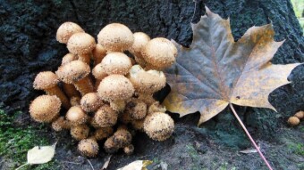 Mushrooms from today's walk and memories of last season