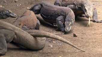 Traveling around Indonesia, or meeting Komodo Dragons