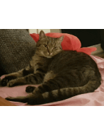 Update 4: Cats cryptocurrency prediction experiment!