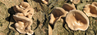 Mushrooms occurring in Europe - Bjerkandera fumosa