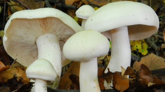 Mushrooms occurring in Europe - Tricholoma album