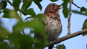 Song Thrush (Turdus philomelos) - A bird that uses tools