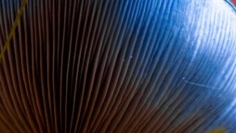 Physodelic Colors