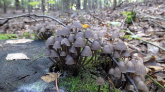 A bit about beautiful tree mushrooms that I saw for the first time and not only