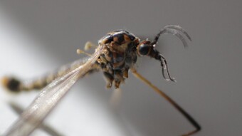 Macro Photography Session | Once Upon a time a dead insect