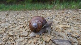 Today's walk through the Jurassic forests - Helix snail