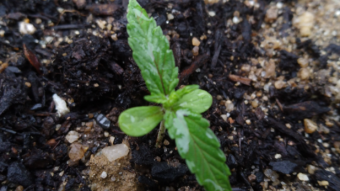 Growing Several Hemp Strains.