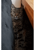 Update 15: Cats cryptocurrency prediction experiment!