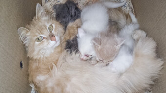 Small 😻 Kittens