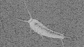 The Fable of the Young Boy and the Silverfish
