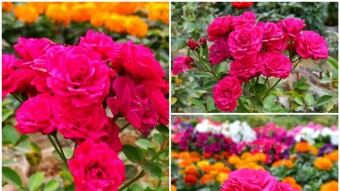 Hazari Rose flower photography.