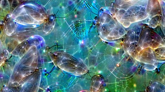 Social Hour at the Bubble Coral