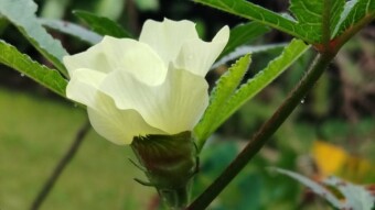 Flower photography of the day