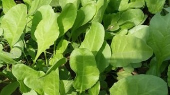 Spinach of my garden