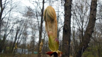 Yes, I know what it looks like, you can't stop spring - My Actifit Report Card: March 31 2023