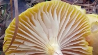 Edible lamellar mushrooms - Wodnicha modrzewiowa (Hygrophorus lucorum)