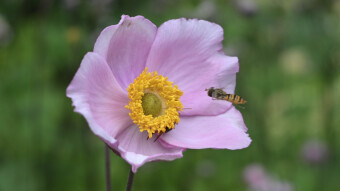 More beautiful and strange flowers in the park garden