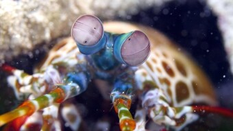 Kapalai - a paradise island on stilts, with a coral reef at your fingertips - my travels around Borneo