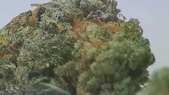 Clone Sunday Week #1 - Steem OG & Big Nug Fast By Seedsmans