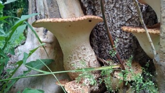 Another, but delayed, season of Cerioporus squamosus