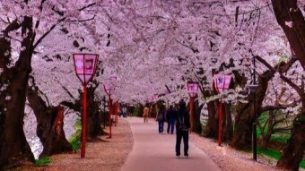 Blossom